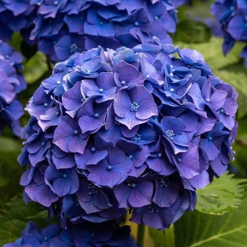 Kerti Hortenzia "Black Steel Blue Ball" - Hydrangea macrophylla