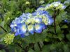 Kerti Hortenzia "Black Steel Blue Ball" - Hydrangea macrophylla
