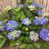 Kerti Hortenzia "Black Steel Blue Ball" - Hydrangea macrophylla