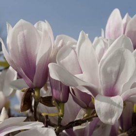 Liliomfa - Magnolia soulangeana "Superba" K5