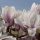 Liliomfa - Magnolia soulangeana "Superba" K5