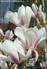 Liliomfa - Magnolia soulangeana "Superba" K5