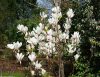 Liliomfa - Magnolia soulangeana "Superba" K5