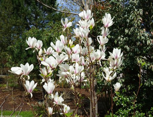 Liliomfa - Magnolia soulangeana "Superba" K5