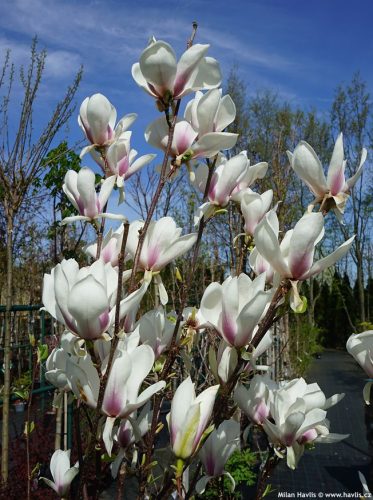 Liliomfa - Magnolia soulangeana "Superba" K5