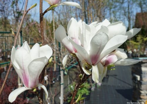 Liliomfa - Magnolia soulangeana "Superba" K5