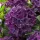 Kerti hortenzia - Hydrangea macrophylla Music Collection "Deep Purple Dance