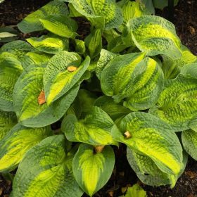 Árnyékliliom - Hosta 'Sunset Grooves'