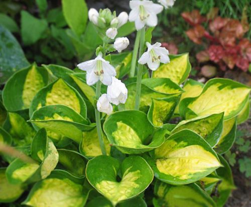 Árnyékliliom - Hosta 'Sunset Grooves'