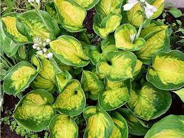 Árnyékliliom - Hosta 'Sunset Grooves'