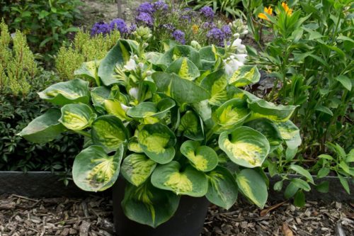 Árnyékliliom - Hosta 'Sunset Grooves'