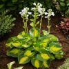 Árnyékliliom - Hosta 'Sunset Grooves'