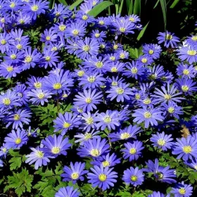 Szellőrózsa - Anemone blanda "Blue Shades"