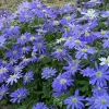 Szellőrózsa - Anemone blanda "Blue Shades"