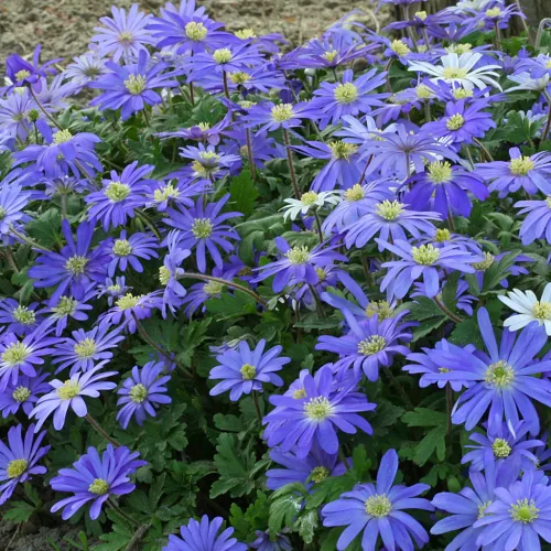 Szellőrózsa - Anemone blanda "Blue Shades"