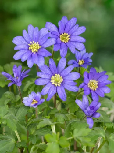 Szellőrózsa - Anemone blanda "Blue Shades"