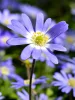 Szellőrózsa - Anemone blanda "Blue Shades"