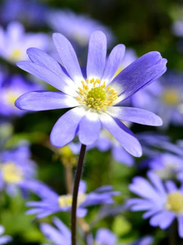 Szellőrózsa - Anemone blanda "Blue Shades"