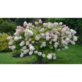   Törzses bugás hortenzia - Hydrangea Paniculata "Angels Bluch" - 60 cm törzs K10