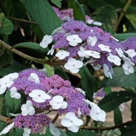   Érdeslevelü Hortenzia - Hydrangea Aspera "Bellevue"