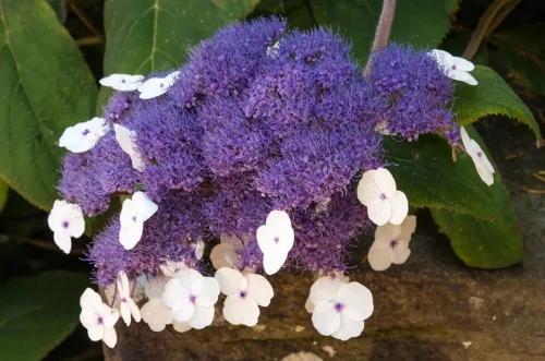 Érdeslevelü Hortenzia - Hydrangea Aspera "Bellevue"