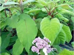 Érdeslevelü Hortenzia - Hydrangea Aspera "Bellevue"