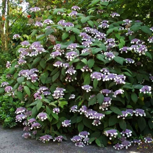 Érdeslevelü Hortenzia - Hydrangea Aspera "Bellevue"