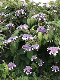 Érdeslevelü Hortenzia - Hydrangea Aspera "Bellevue"