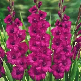 Gladiolus Plumtart / Kardvirág