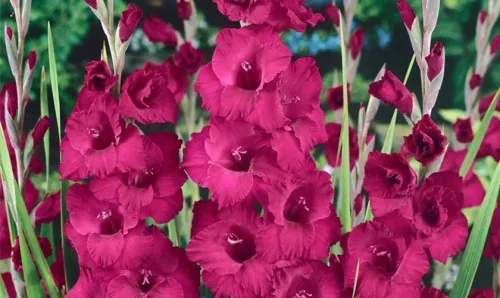 Gladiolus Plumtart / Kardvirág