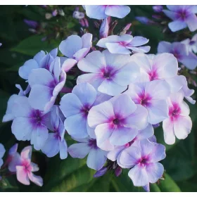   Bugás lángvirág - Phlox paniculata "Swizzle Blue"