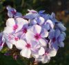 Bugás lángvirág - Phlox paniculata "Swizzle Blue"