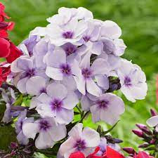 Bugás lángvirág - Phlox paniculata "Swizzle Blue"