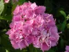 Kerti hortenzia - Hydrangea macrophylla "Stephanie" Cs9