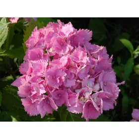   Kerti hortenzia - Hydrangea macrophylla "Stephanie" Cs9