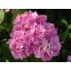 Kerti hortenzia - Hydrangea macrophylla "Stephanie" Cs9