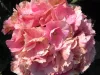 Kerti hortenzia - Hydrangea macrophylla "Stephanie" Cs9