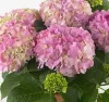 Kerti hortenzia - Hydrangea macrophylla "Stephanie" Cs9