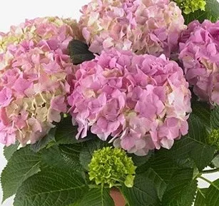 Kerti hortenzia - Hydrangea macrophylla "Stephanie" Cs9