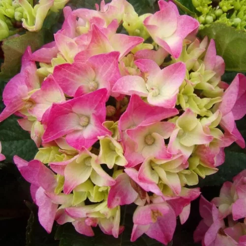 Kerti hortenzia - Hydrangea macrophylla "Stephanie" Cs9