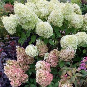   Bugás hortenzia - Hydrangea Paniculata "Minty Spirit"