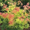 Acer palmatum ‘Orange Dream’ – Japán juhar cserje 