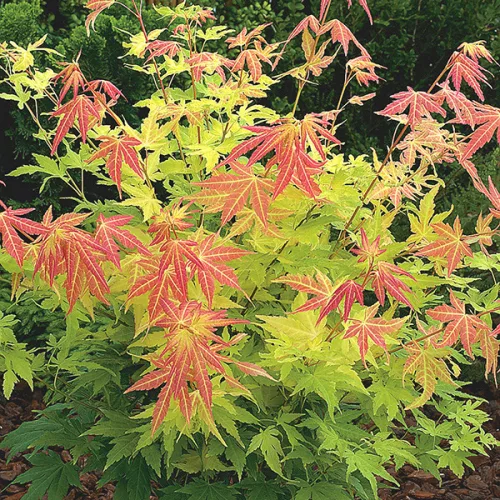 Acer palmatum ‘Orange Dream’ – Japán juhar cserje 