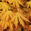 Acer palmatum ‘Orange Dream’ – Japán juhar cserje 