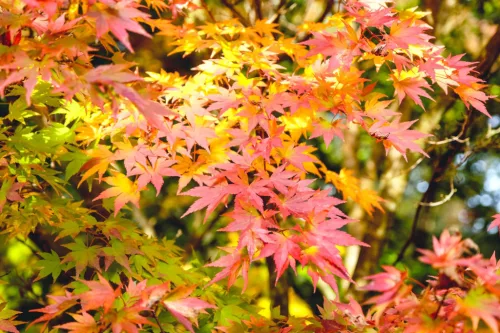 Acer palmatum ‘Orange Dream’ – Japán juhar cserje 