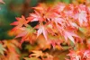 Acer palmatum ‘Orange Dream’ – Japán juhar cserje 