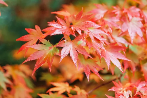 Acer palmatum ‘Orange Dream’ – Japán juhar cserje 