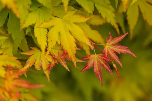 Acer palmatum ‘Orange Dream’ – Japán juhar cserje 