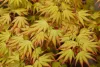 Acer palmatum ‘Orange Dream’ – Japán juhar cserje 
