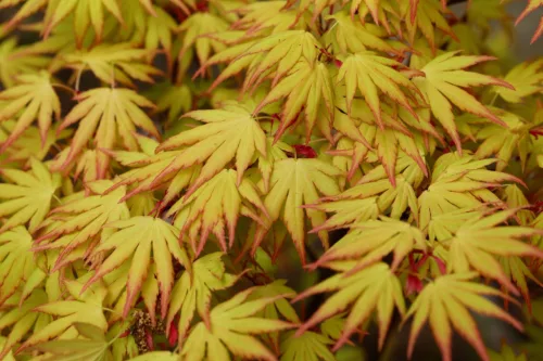 Acer palmatum ‘Orange Dream’ – Japán juhar cserje 